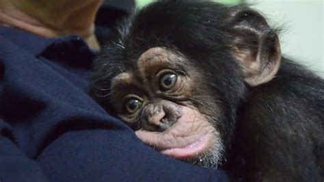 Abandoned Baby Chimpanzee Cuddles With Plush Monkey Bioparcvalencia ...