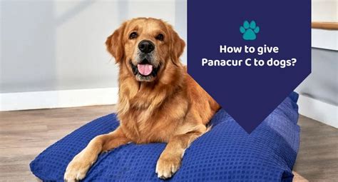 How To Give Panacur C To Dogs?