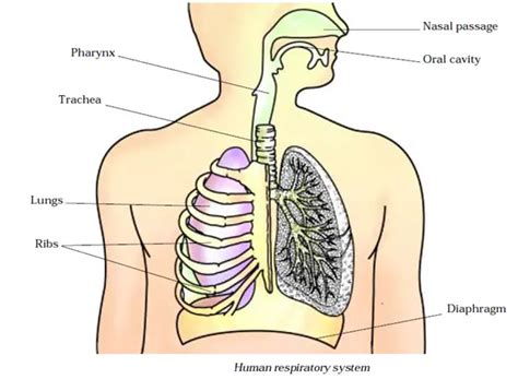 Respiration In Organisms Notes For Class 7 Science