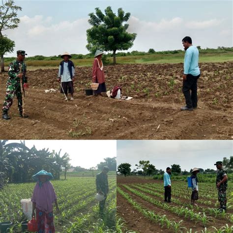 Babinsa Jajaran Kodim Lamongan Aktif Lakukan Pendampingan Petani