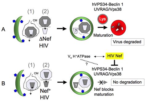 Autophagy And Hiv Abstract Europe Pmc