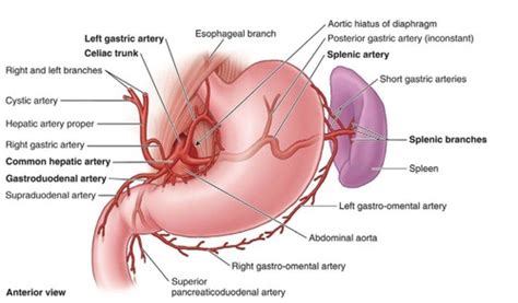 Esophagus And Stomach Flashcards Quizlet