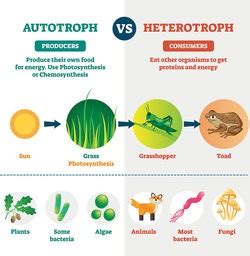 Autotroph Types and Examples in Basic Terms