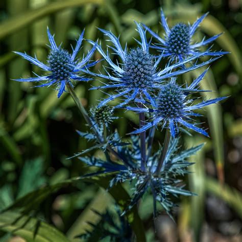 Sea Holly Flower Meaning - Home Alqu