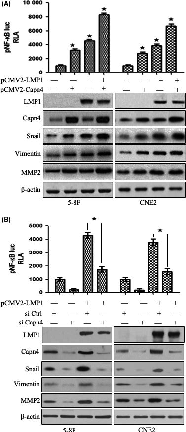 Capn4 Cooperates With EpsteinBarr Virus Latent Membrane Protein 1