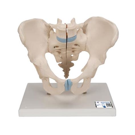 Male Pelvis Skeleton Model Part B Smart Anatomy H