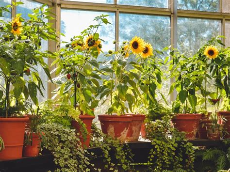 8 Dwarf Sunflowers For Containers And Small Gardens Mini Garden Spaces