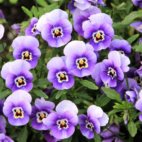 February Birth Flowers & Meanings: Violet & Primrose