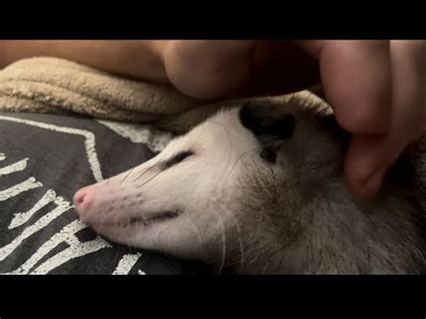 Possum Sleeping on My Chest - YouTube