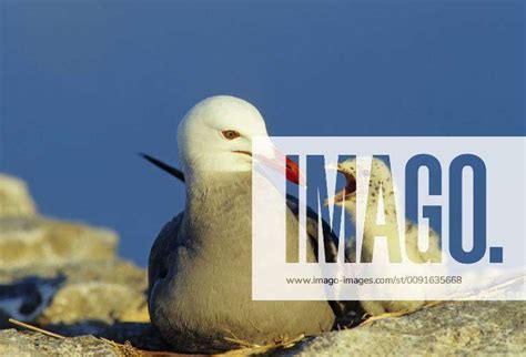 Larus Heermanni Heermann S Gull Larus Heermanni With Chick Begging