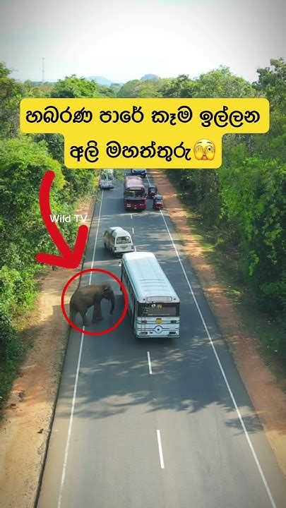 වාහන වලට හොම්බ තියන අලි😳shortvideo Shorts Elephant Attack Tiktok