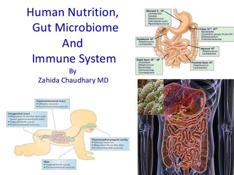 Human Nutrition Gut Microbiome And Immune System