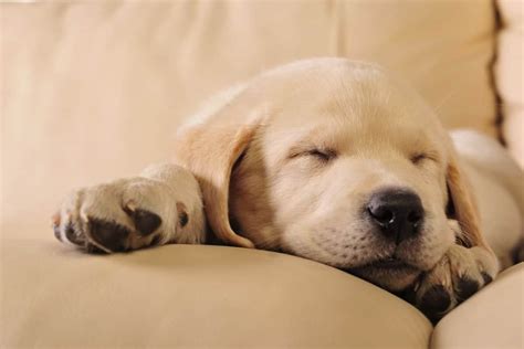 7 Tips To Help Your Puppy To Sleep Through The Night House That Barks