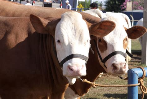 Rebanho Bovino Nacional Cresce 1 5 Em 2009