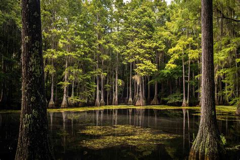 Freshwater Biome: Types, Plants, and Wildlife