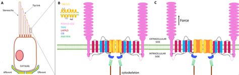 Mechanotransduction In Mammalian Hair Cells A Schematic