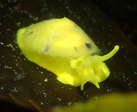 Yellow Umbrella Slug Nudibranchs And Other Sea Slugs Of California