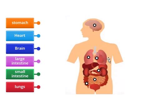 Review internal organs - Labelled diagram