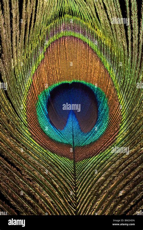 Indian Peafowl Pavo Cristatus Peacock Feather Eye Detail Male Bird