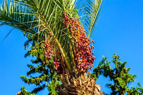 Bunches Of Ripe Fruits On A Green Date Palm Tree Stock Image Image Of