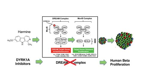 Disrupting The Dream Complex Enables Proliferation Of Adult Human