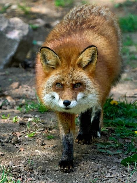 Premium Photo | Red fox vulpes vulpes