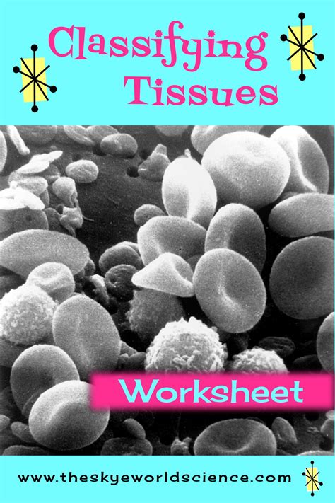 Classifying Tissues Worksheet Tissue Anatomy And Physiology Physiology