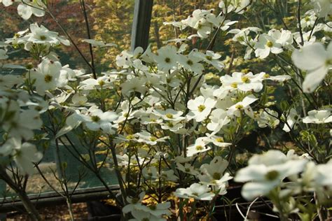 Cornus Florida Cherokee Daybreak Erable Du Val De Jargeau
