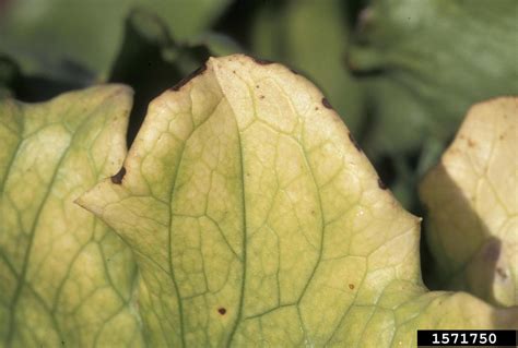 Lettuce Chlorosis Virus Lcv Crinivirus Lettuce Chlorosis Virus