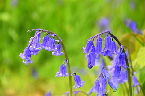 Everything You Need To Know About Growing Bluebells Gardens Illustrated