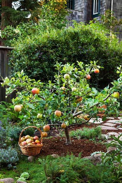 Dwarf Fruit Trees For Small Gardens