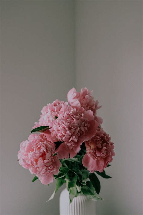 Pink Peonies · Free Stock Photo