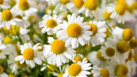 Why You Should Use Chamomile Tea In Your Garden