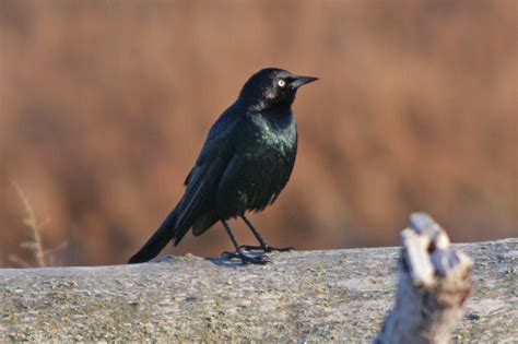 Brewer S Blackbird Blackbirds Of The Usa Icteridae By Aidanrf