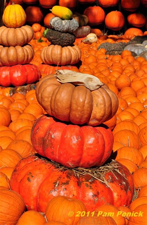 Fairy Tale Halloween At Dallas Arboretum Pumpkin Patch Digging