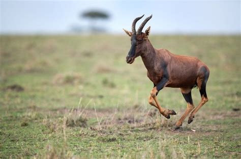 Meet The Antelopes In Serengeti Tanzania Safari Travel Blog