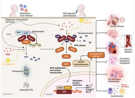 Ijms Free Full Text The Role Of The Nrf2 Pathway In Airway Tissue