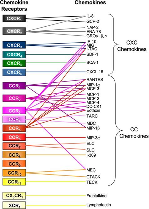 An Overview Of The Chemokines And Their Receptors To Date