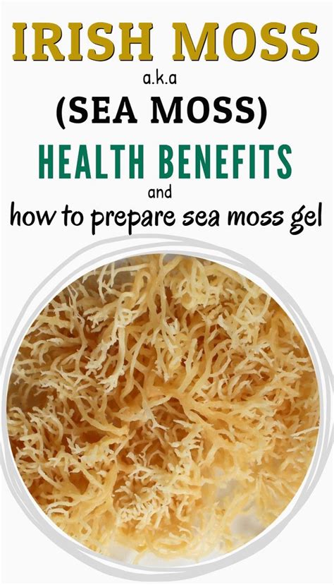 Irish Moss Sea Moss Benefits Sea Moss Irish Moss Recipes Seamoss