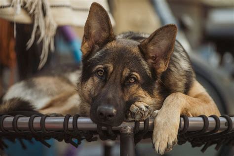 Breeds Of All Breeds: The German Shepherd