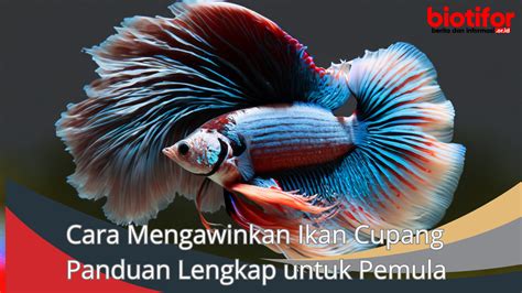 Cara Mengawinkan Ikan Cupang Panduan Lengkap Untuk Pemula