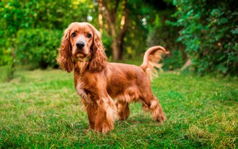 Cocker Ingl S Todo Lo Que Necesitas Saber Sobre Este Perro Con