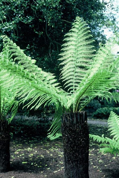 Dicksonia Antarctica Soft Tree Fern Rhs Gardening