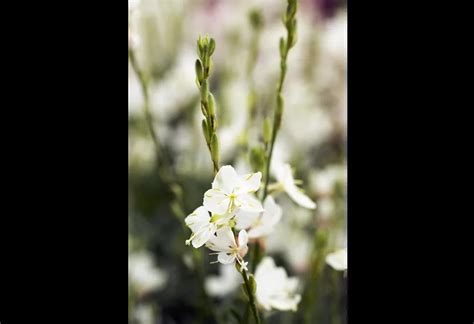 Gaura Lindheimerii Geyser Pink Prachtkerze Pflanzenhof Plum