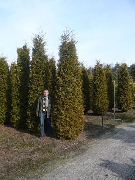 Lebensbaum Brabant Thuja Occidentalis Brabant Cm Solit R