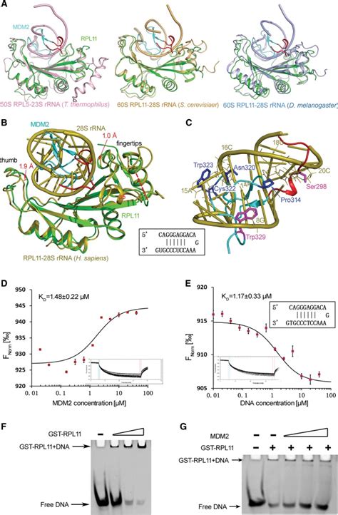 Structure Of Human Mdm Complexed With Rpl Reveals The Molecular