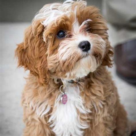 King Charles Cavalier Poodle Mix Dog