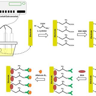 Schematic Representation Of The Immunosensor Fabrication Steps Of