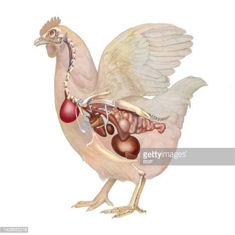 54 Fowl Skeleton Stock Photos, High-Res Pictures, and Images - Getty Images