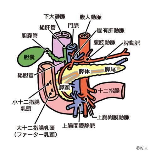 膵臓 看護師の用語辞典 看護roo カンゴルー